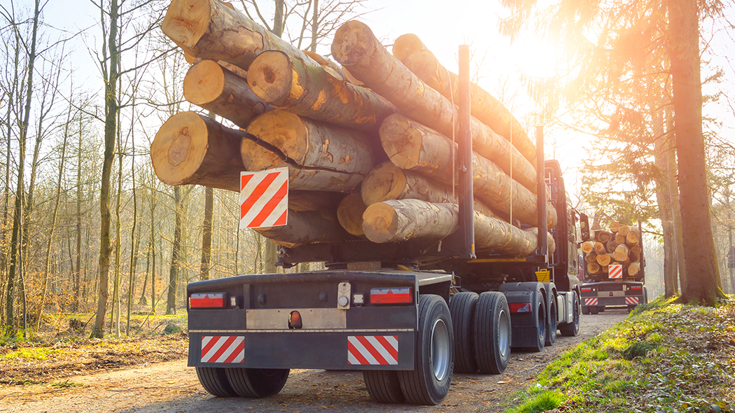 Mit langen Baumstämmen beladene Holztransporter fahren auf einem Waldweg.