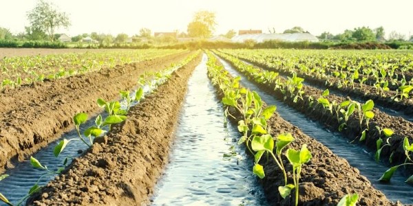 A field farmed with the aid of sustainable irrigation