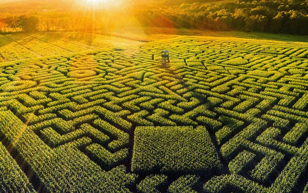Green labyrinth from bird's eye view