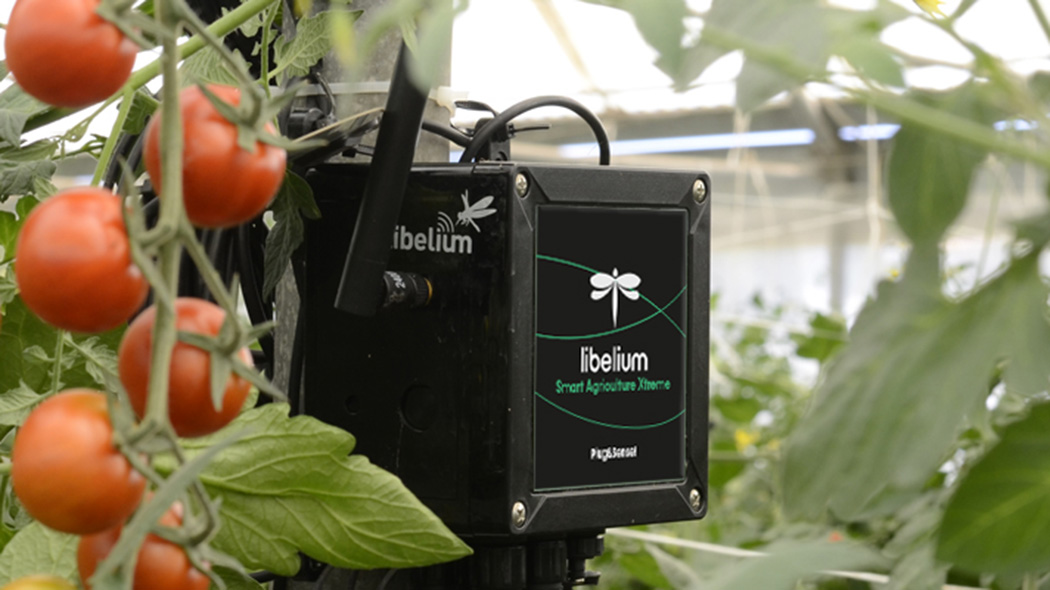An IoT sensor from Libelium determines how much fertilizer tomatoes are treated with during cultivation