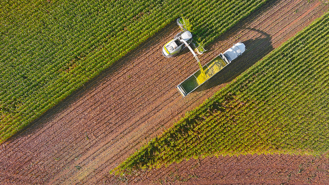 Mähdrescher und Lkw mit großer Ladefläche bei der Ernte auf einem Maisfeld.
