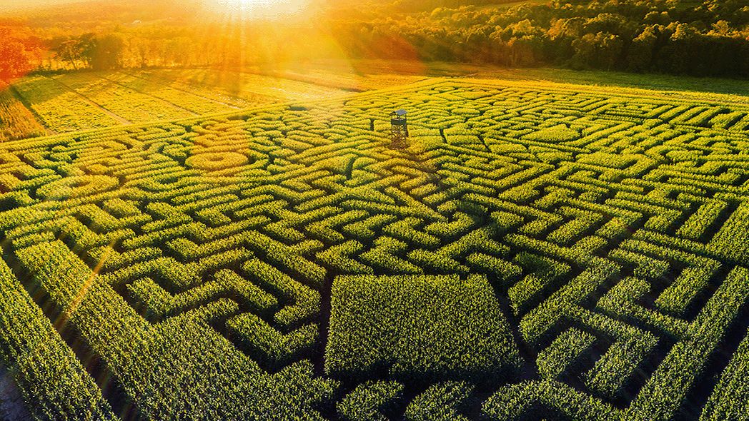 Grünes Labyrinth aus der Vogelperspektive