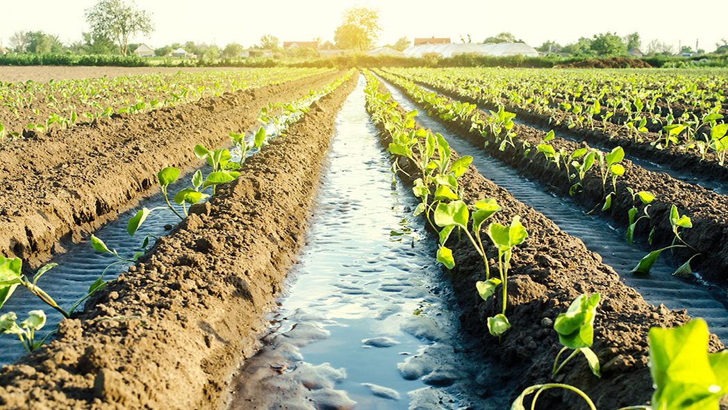 A field farmed with the aid of sustainable irrigation
