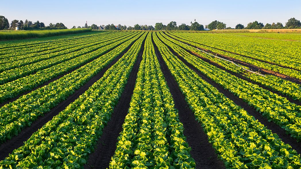 Bestelltes Feld aus der Landwirtschaft.