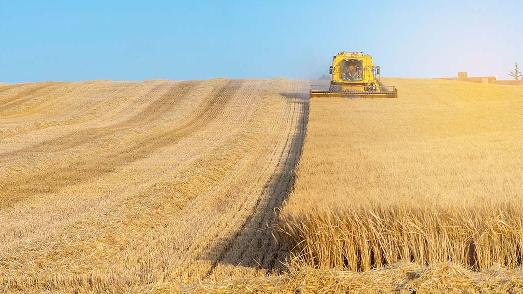 Mähdrescher auf einem Feld