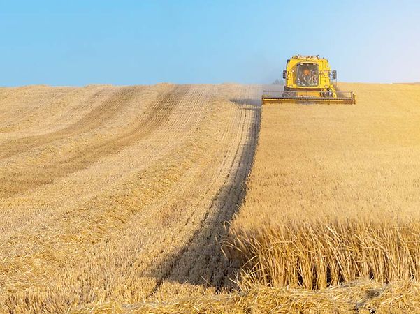 Combine harvester in a field