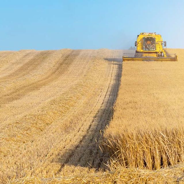 Combine harvester in a field