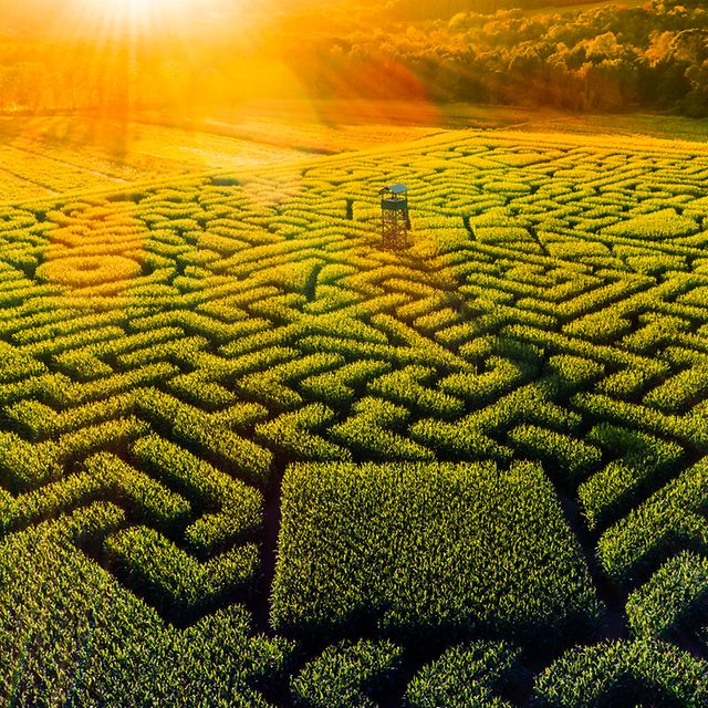 Green labyrinth from bird's eye view