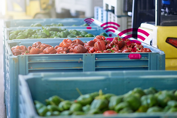 Transport crates with vegetables are monitored with the help of the Low Cost Tracker