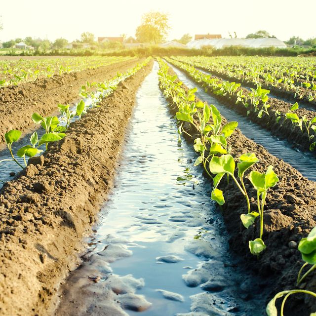 Feld aus der Landwirtschaft mit nachhaltiger Bewässerung