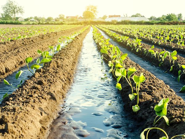 Field from agriculture with sustainable irrigation