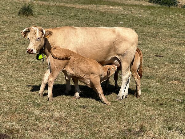 digitanimal animal tracking