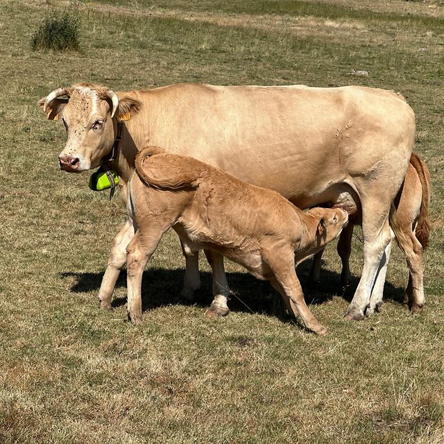 digitanimal animal tracking