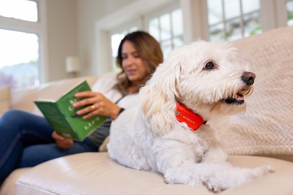 Frau sitzt mit Buch in der Hand und ihrem Hund mit Halsband auf derm Sofa.
