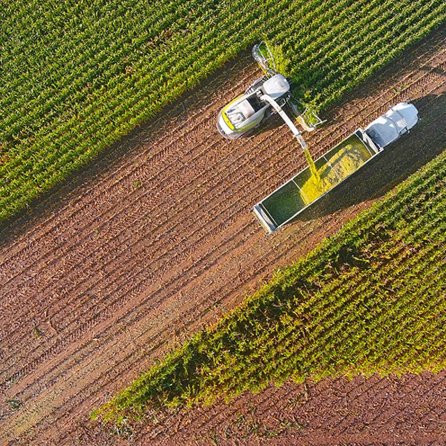 Combine harvester and lorry with large loading area harvesting in a maize field