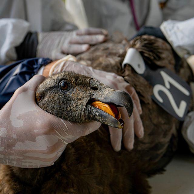 An Andean condor fitted with a transmitter and identification tags during a veterinary examination.
